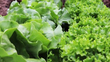 Which Foods Are Best To Help Prevent Heart Disease